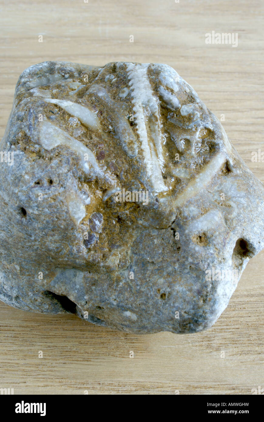 Fossil Rock Stockfoto