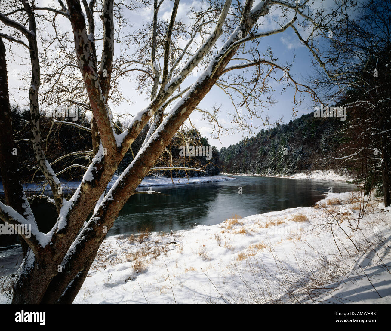 Eine Platane im Winter entlang Clarion River im Cook Forest State Park, Wald County, Pennsylvania, USA Stockfoto