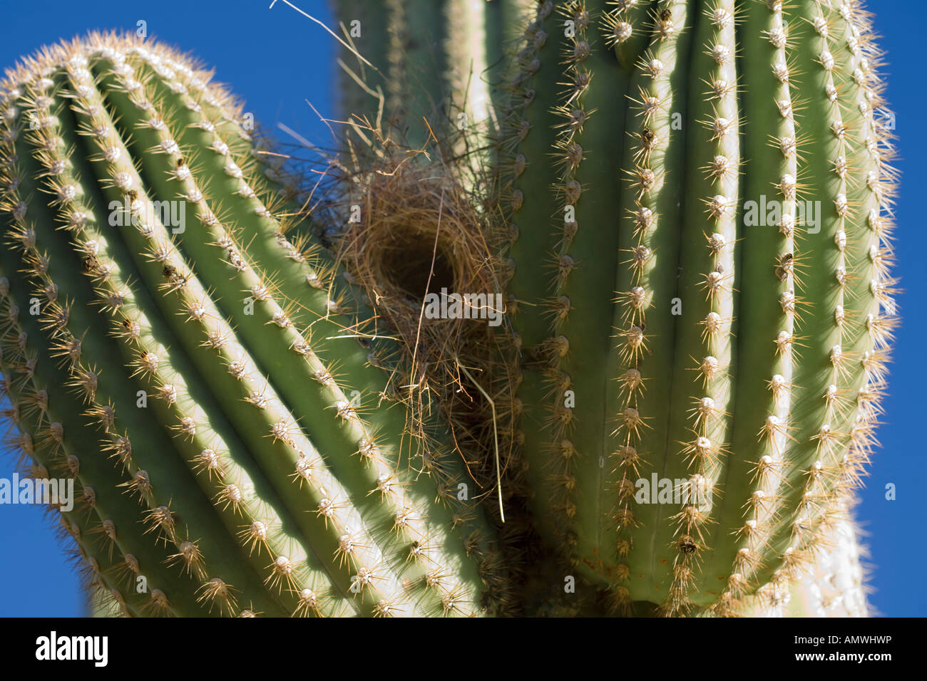 Vogelnest im Saguaro Kaktus Tucson Arizona Stockfoto