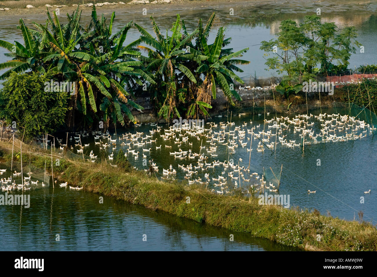Ente-Bauernhof im ländlichen Provinz Guangdong China Stockfoto