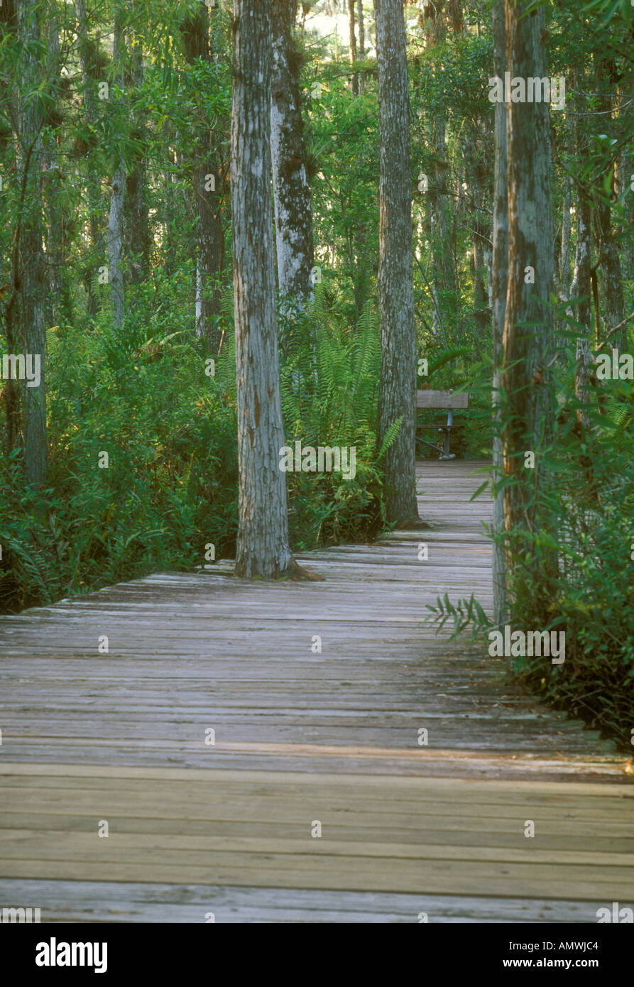 Boardwalk Arthur R Marshall Loxahatchee National Wildlife Refuge Florida Stockfoto