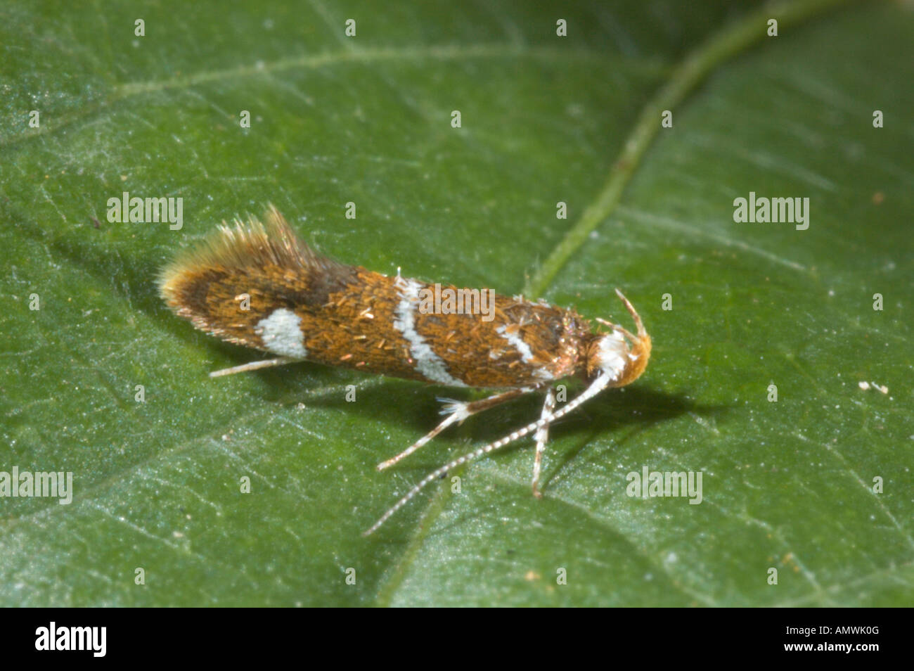Baumwolle Seedworm Motte auf einem grünen Blatt. Stockfoto
