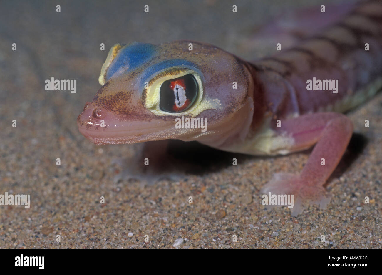 XYZ Web footed Gecko Palmatogecko Rangei Namibia Stockfoto