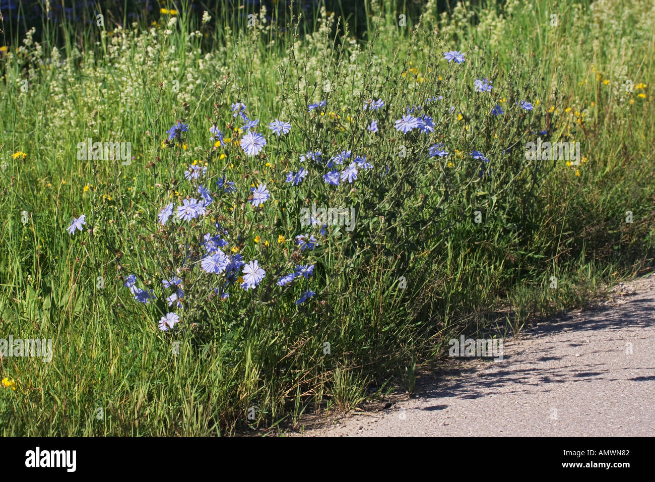 blaue Blumen Chicorée am Straßenrand Cichorium intybus Stockfotografie -  Alamy