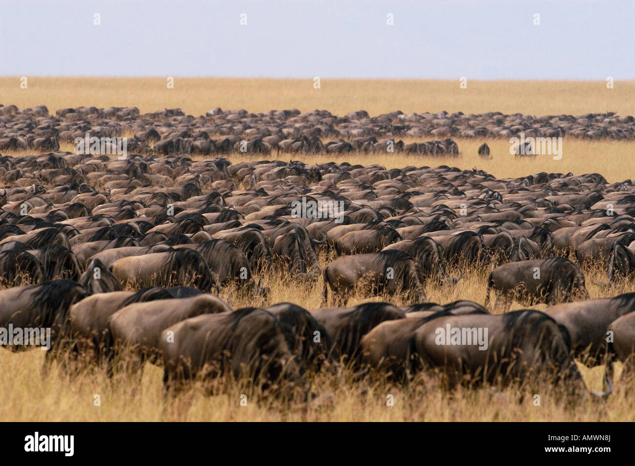 Große Masse von dicht gepackten der Gnus Beweidung unterwegs während ihrer jährlichen Wanderung Stockfoto