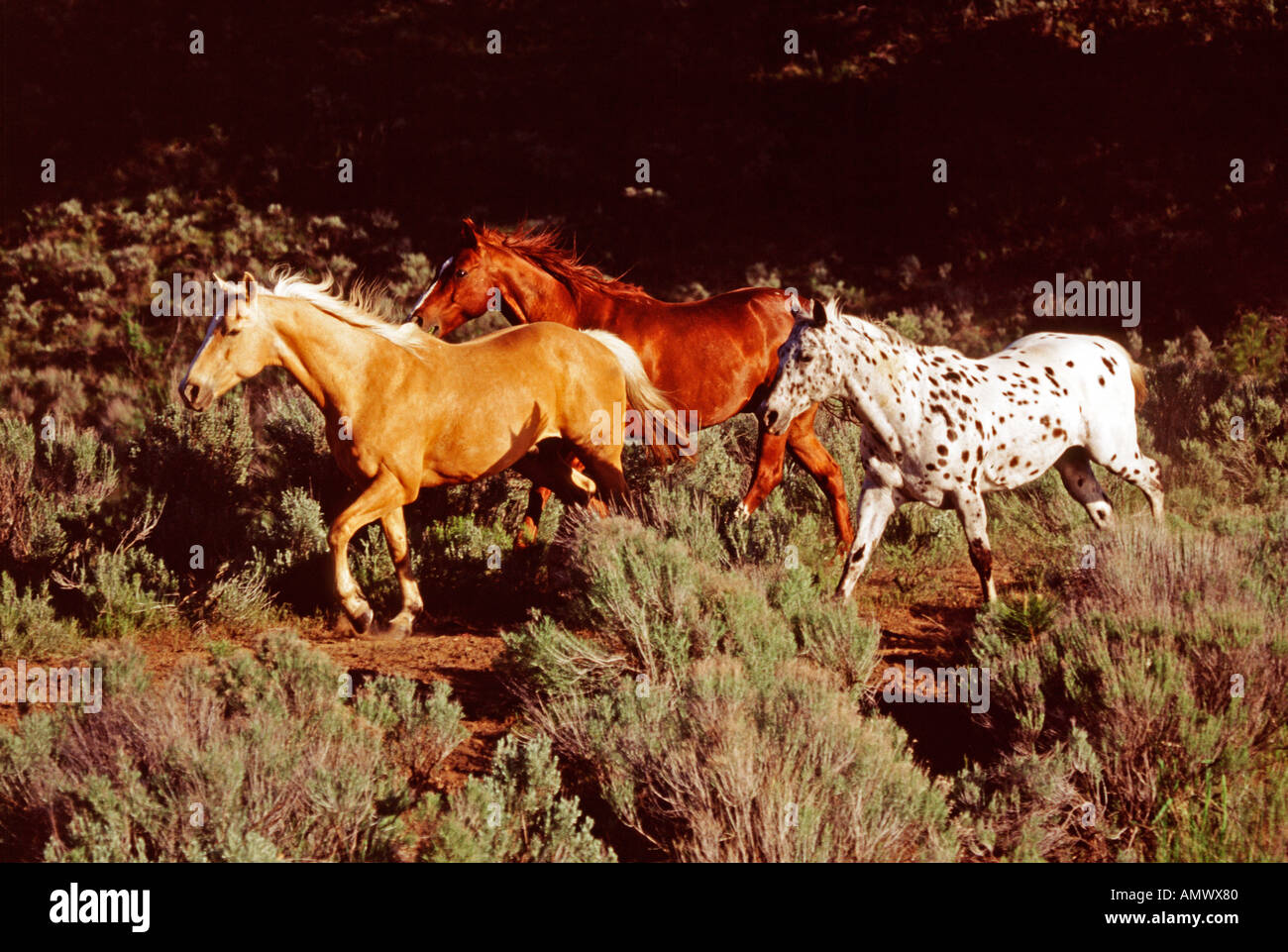 Drei Pferde, die zu Fuß in der Nähe von den Schatten der Hügel von Oregon Stockfoto