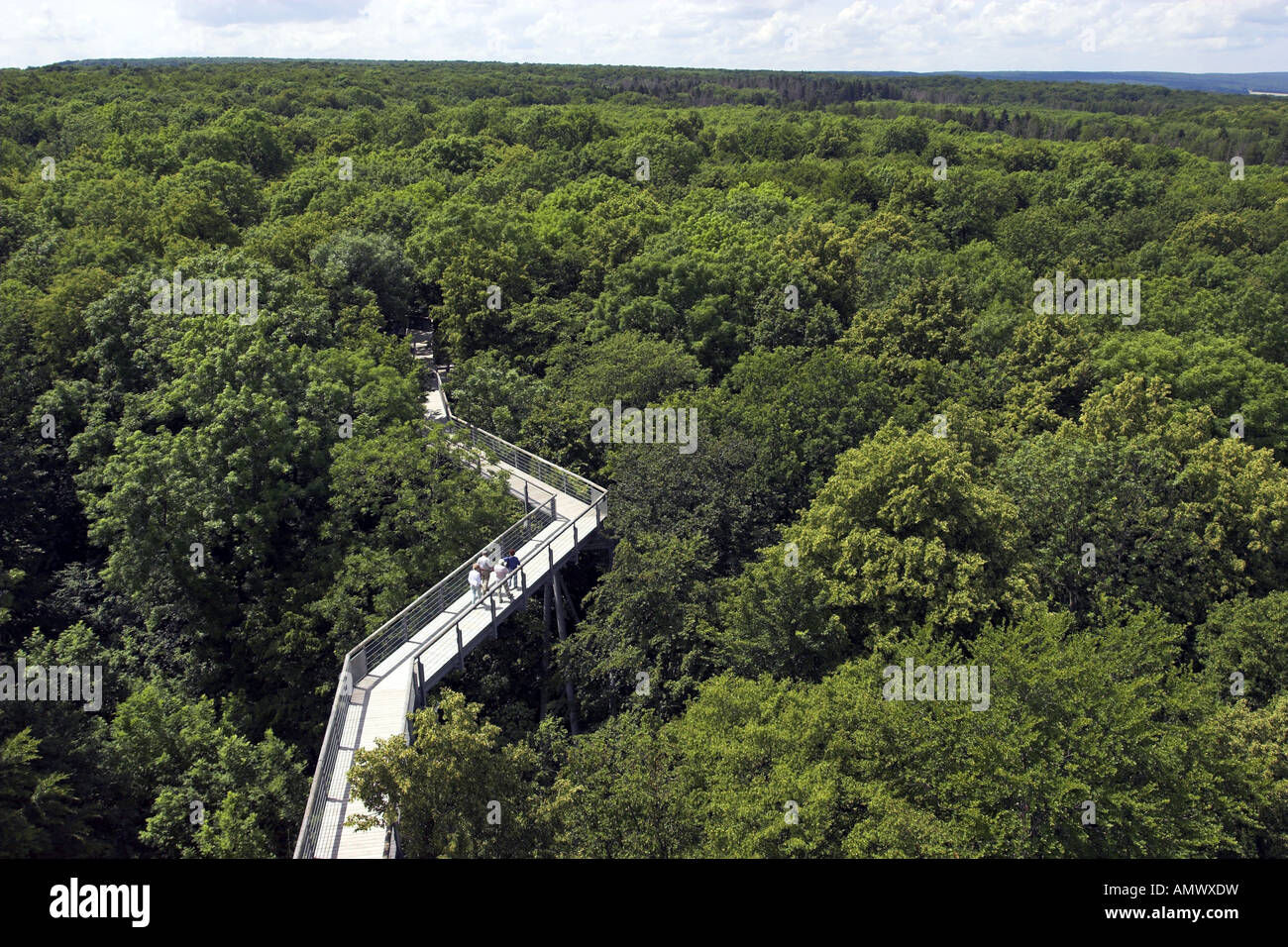 Baumzipfelweg im Nationalpark Hainich, Deutschland, Thüringen Stockfoto