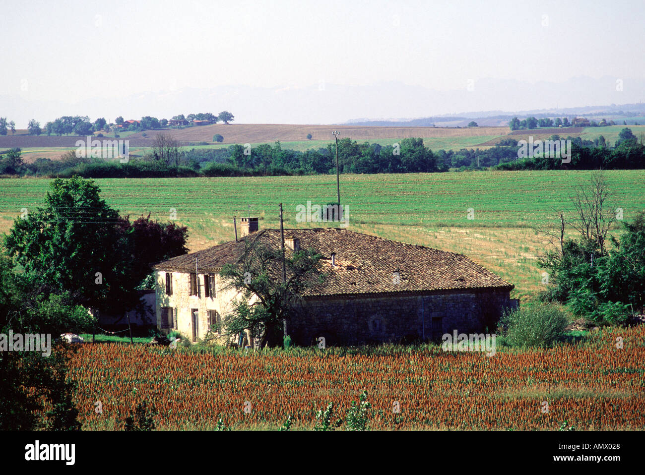 Frankreich, Südwesten, Gascogne. Typischer Bauernhof in der Nähe von Beaumont de Lomagne. Bereich der Sorghum Vordergrund Stockfoto