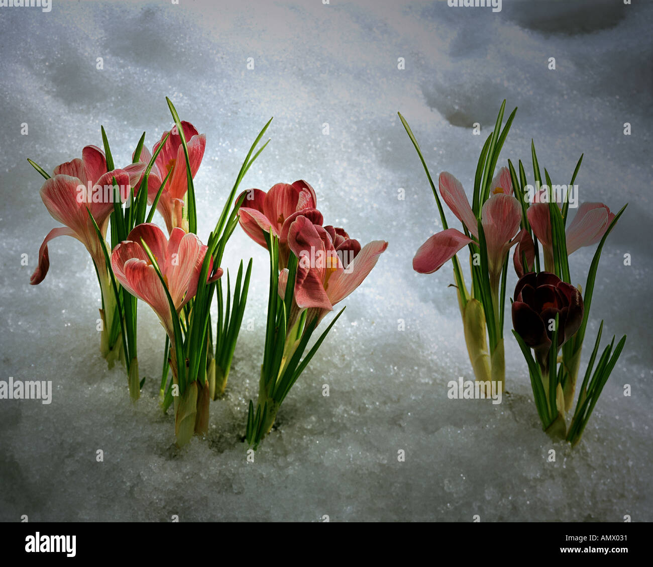 Natur: Krokusse blühen im zeitigen Frühjahr (Lat: Crocus Clusii) Stockfoto