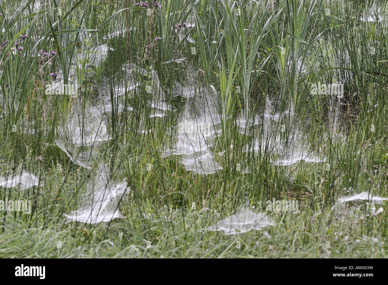 Blatt-Web Weaver, Blatt-Web Spinner (Linyphiidae), Spinnweben auf einer Wiese mit Morgentau, Ruhrgebiet Stockfoto