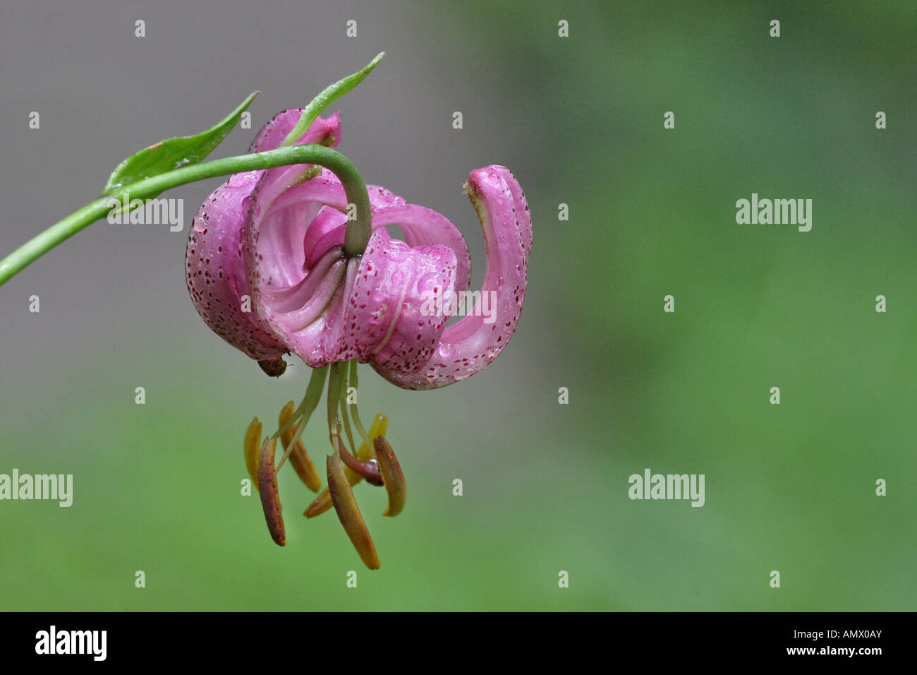 Martagon-Lilie, lila Turk Kappe Lilie (Lilium Martagon), Blume, Deutschland, Bayern, Allgäu Stockfoto