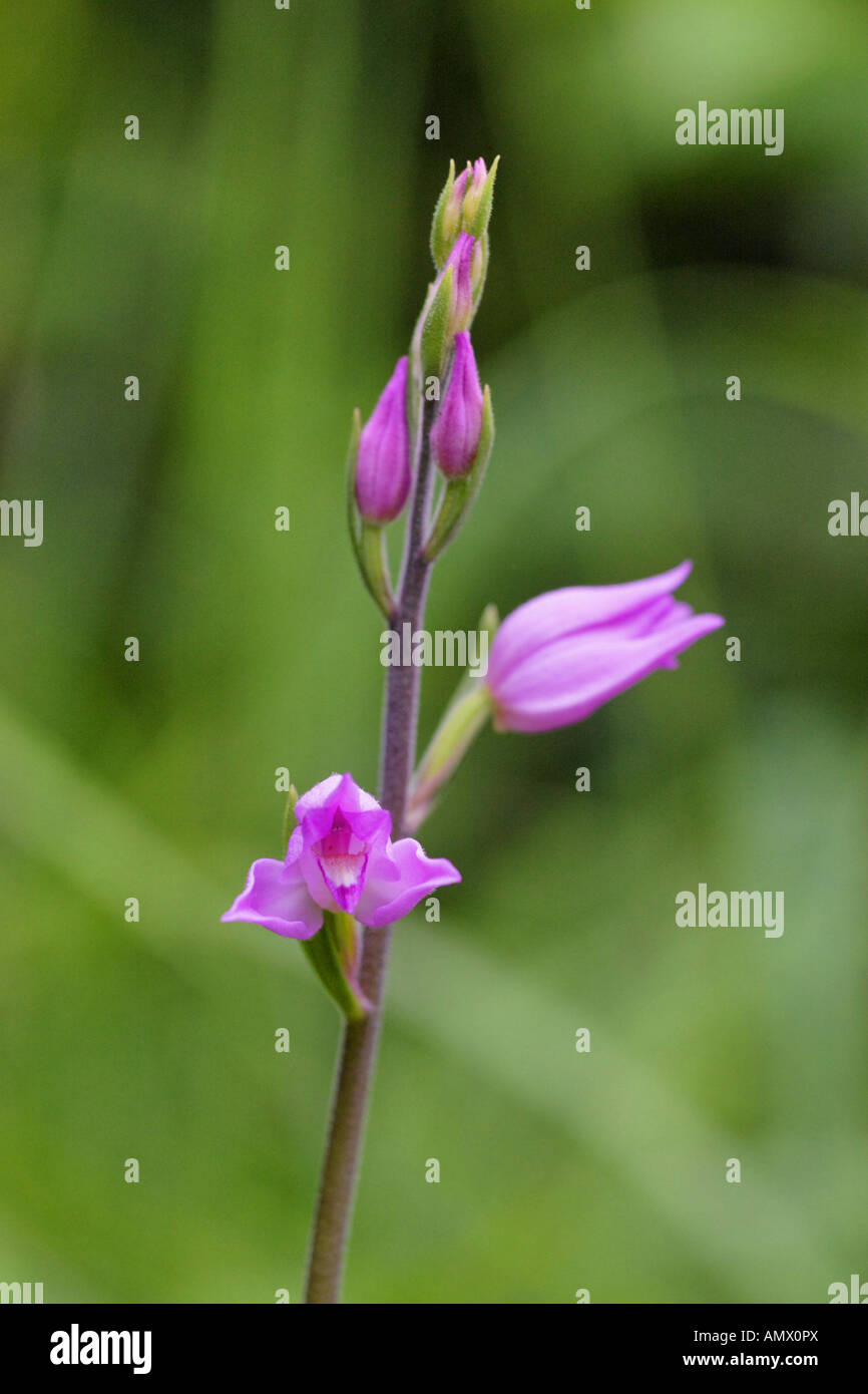 Red Helleborine (Cephalanthera Rubra), blühend, Deutschland, Bayern, Allgäu Stockfoto