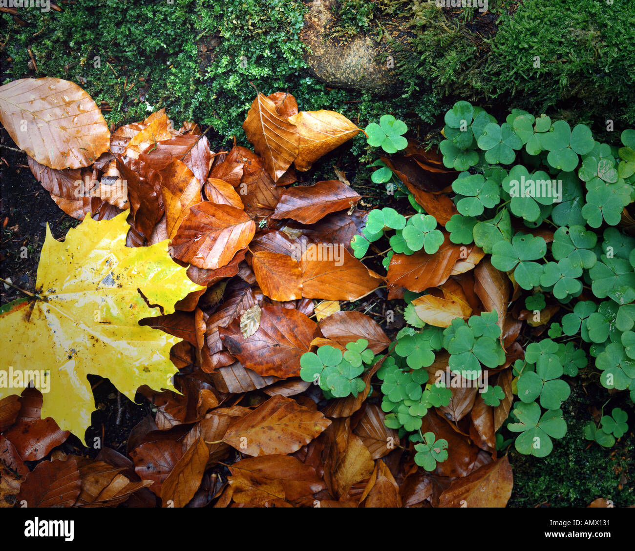 DETAIL der Natur: Klee und Herbstlaub Stockfoto
