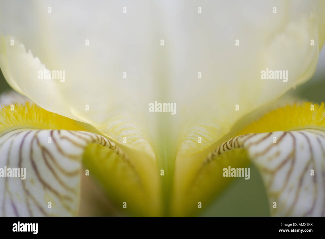 Fleur (Iris spec.), Blume detail Stockfoto