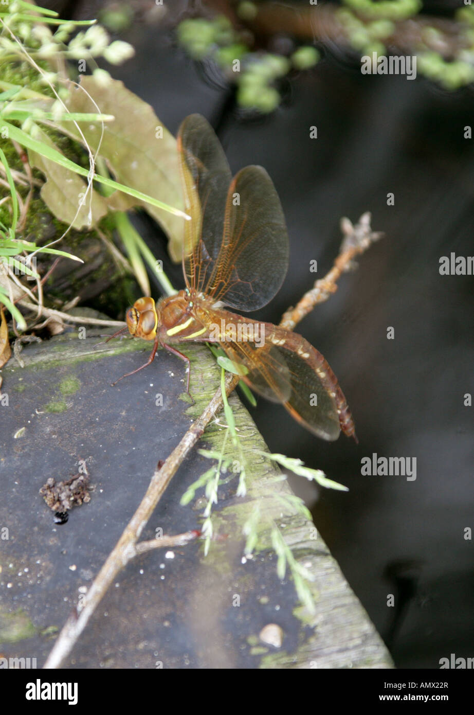 Braun Aeschna Hawker Libelle Aeschna Grandis, Anisoptera, Odonata Stockfoto