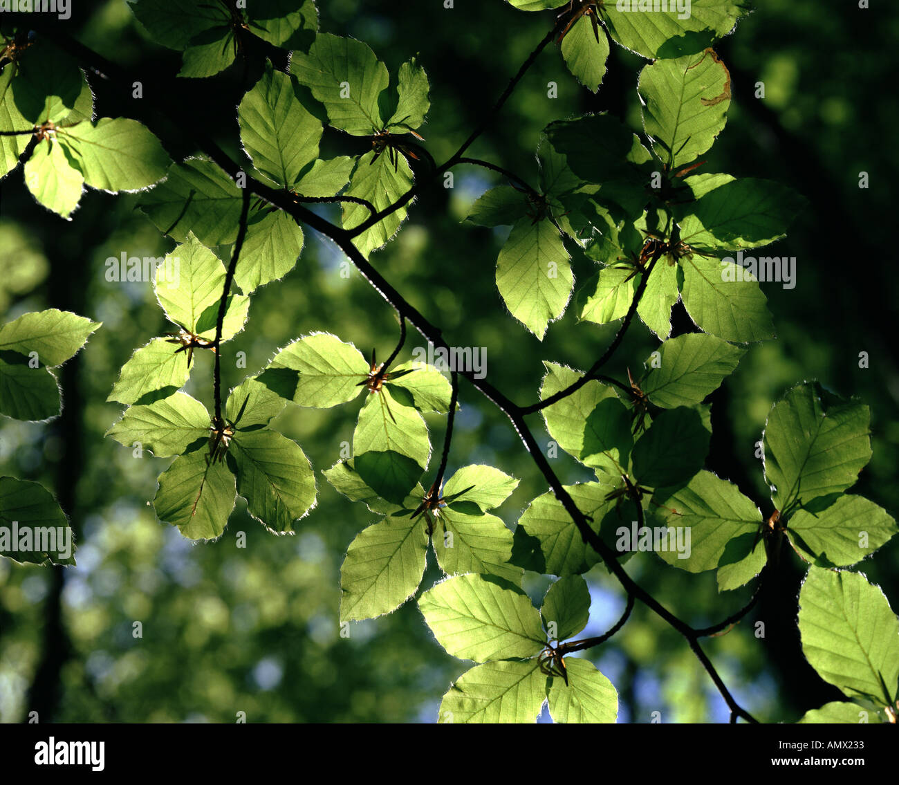 DETAIL der Natur: Sonne gegen Buche Blätter Stockfoto