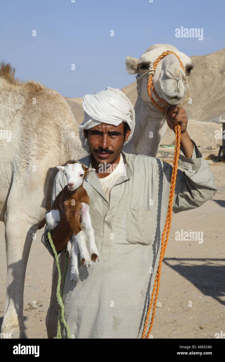 Dromedar, einen buckligen Kamel (Camelus Dromedarius), Beduinen mit Dromedar und junge Ziege, Ägypten Stockfoto