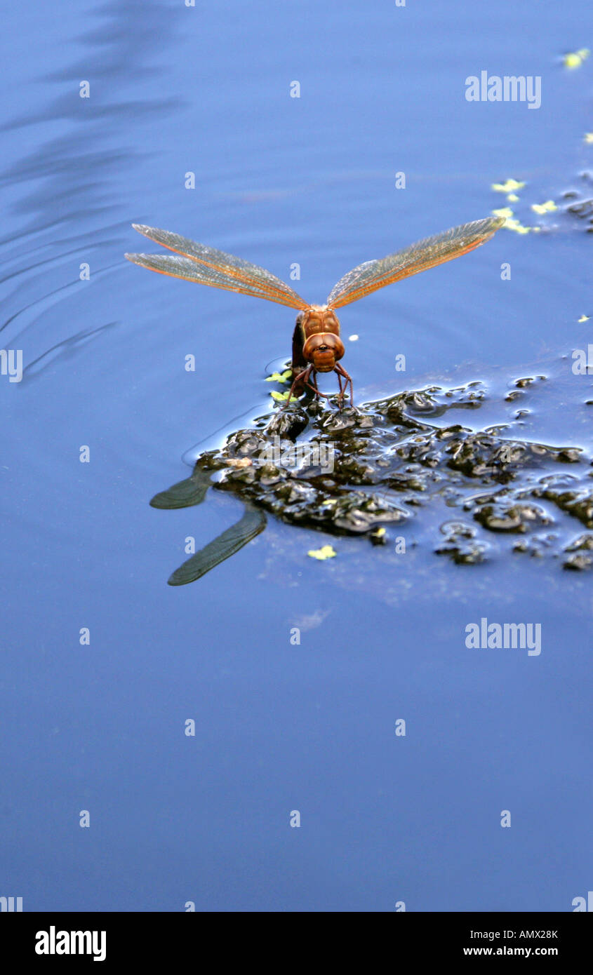 Braun Aeschna Hawker Libelle Aeschna Grandis, Anisoptera, Odonata Stockfoto