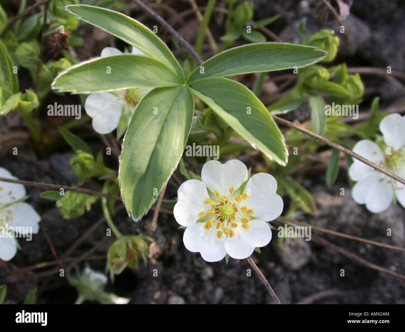 weißes Fingerkraut (Potentilla Alba), blühende Pflanze Stockfoto weißes Fingerkraut (Potentilla Alba), blühende Pflanze Stockfoto