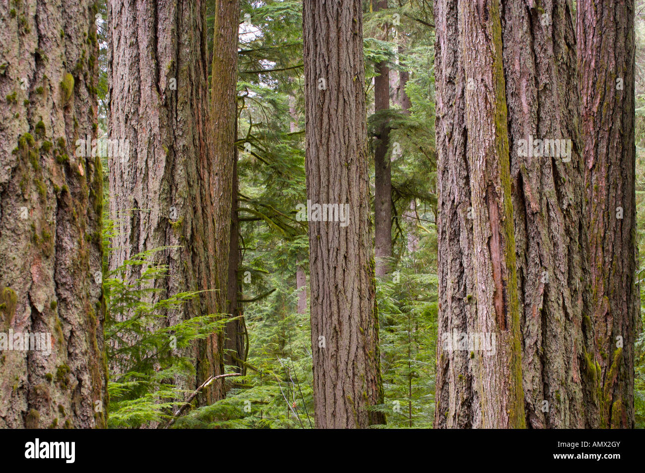 Cathedral Grove im MacMillan Provincial Park auf Vancouver Island, British Columbia, Kanada, Nordamerika. Stockfoto