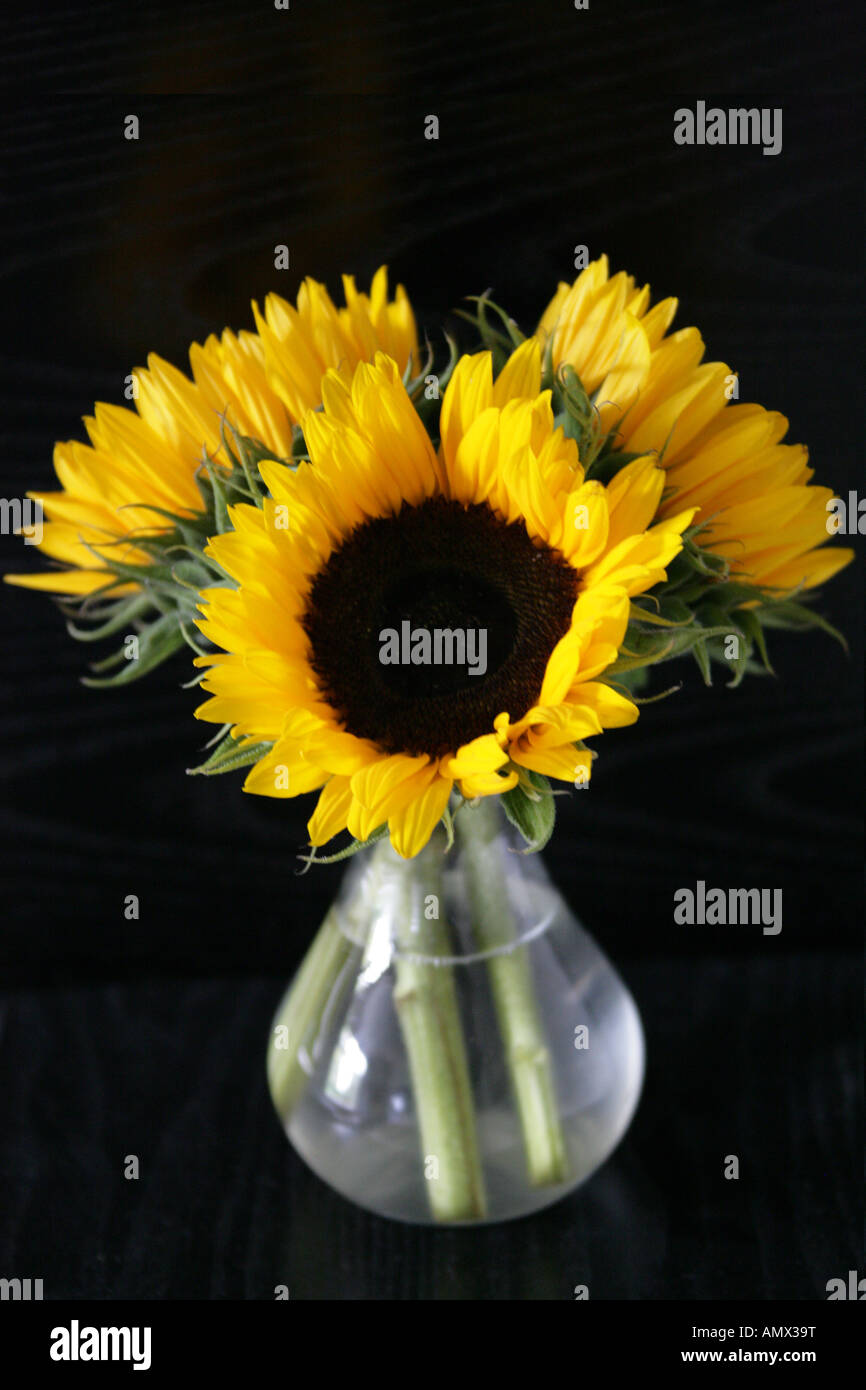 Drei Sonnenblumen im Glas, Helianthus Annuus, Asteraceae Stockfoto