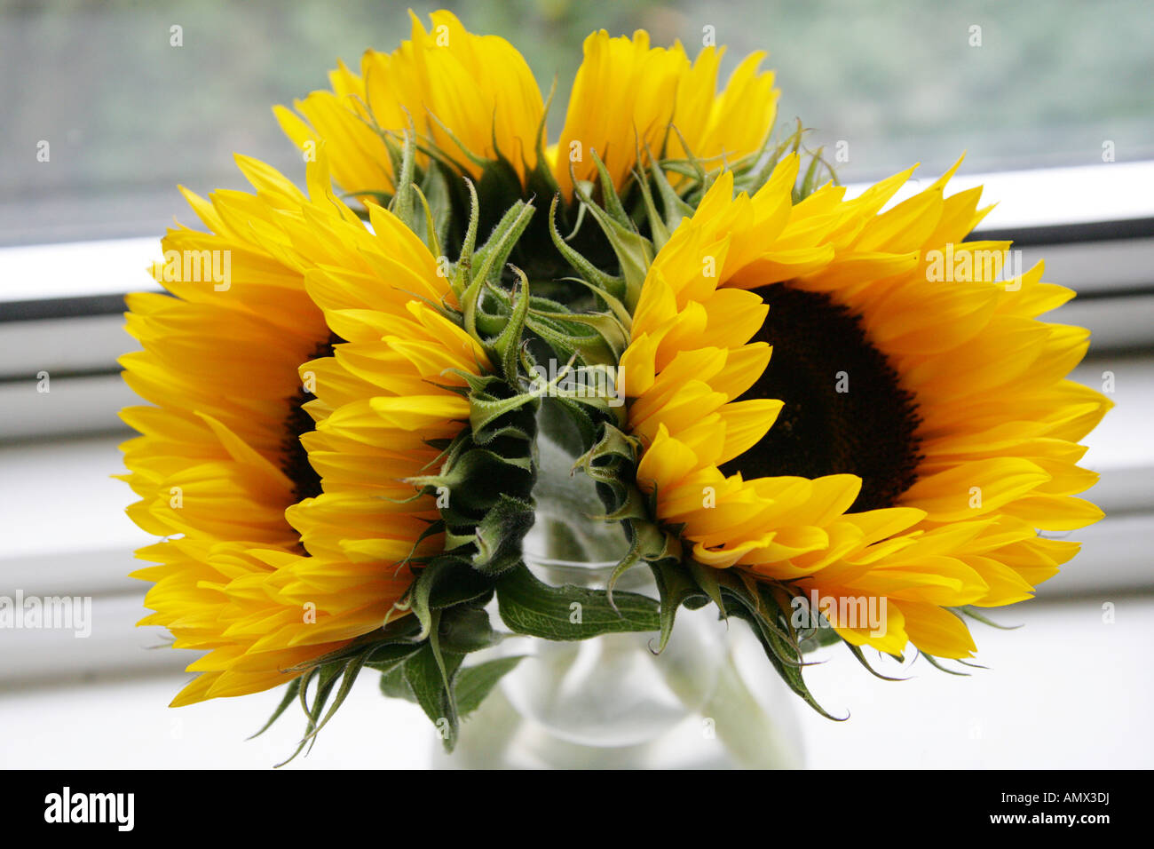 Drei Sonnenblumen im Glas, Helianthus Annuus, Asteraceae Stockfoto