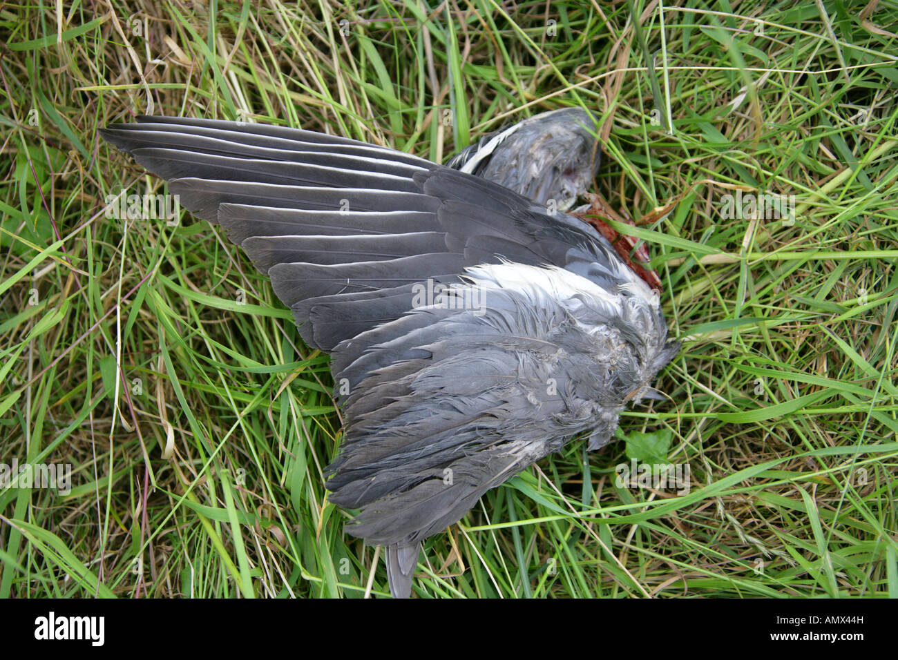 Tote Tauben Flügel Stockfoto