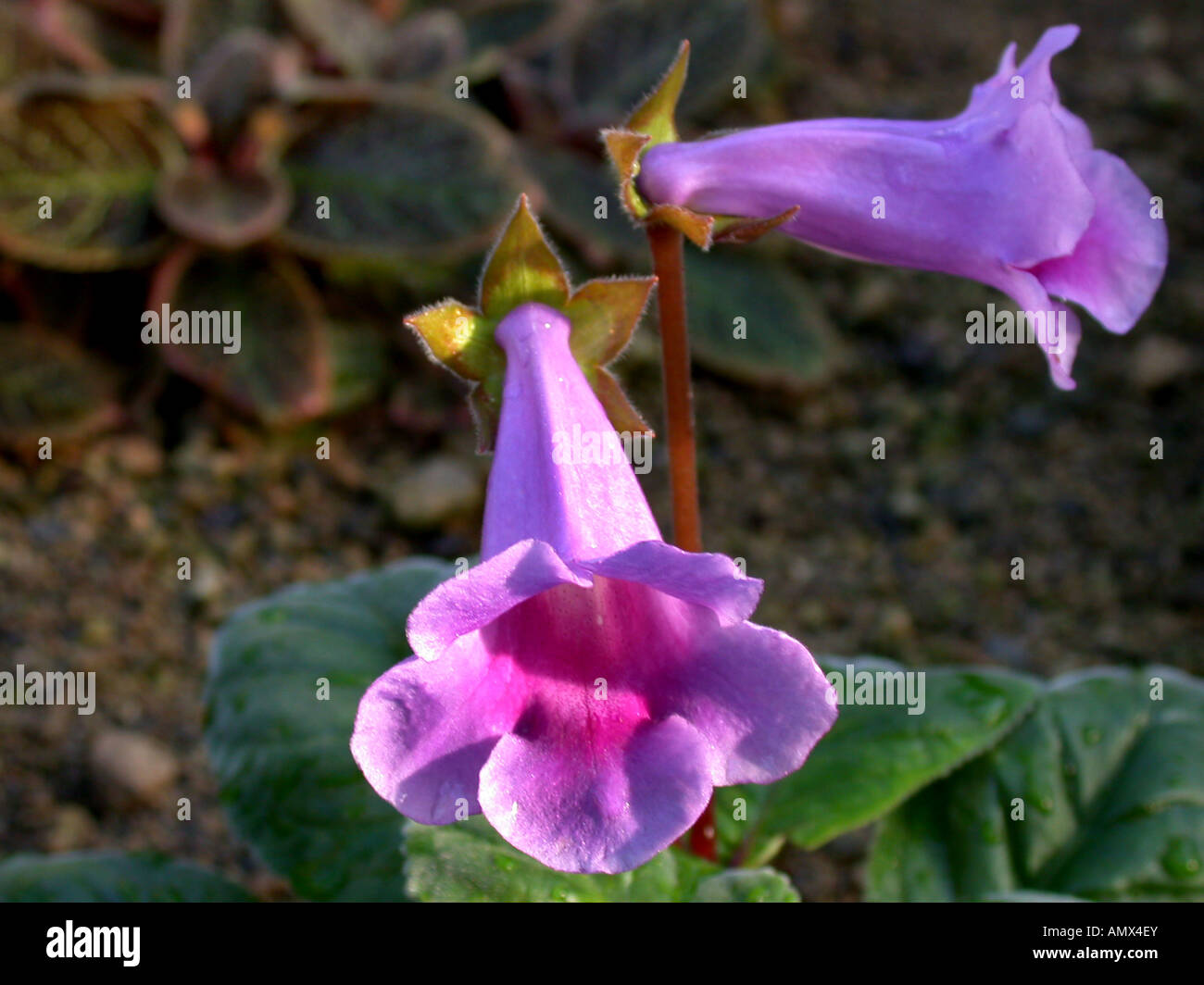 Gloxinia (Sinningia Speciosa), Wildform Stockfoto