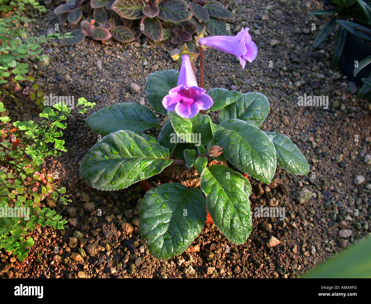 Gloxinia (Sinningia Speciosa), Wildform Stockfoto