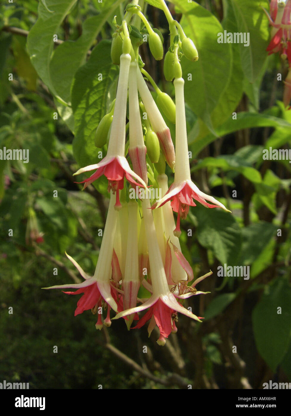 Bolinian Fuchsie (Fuchsia Boliviana SSP. Luxurians), Blumen Stockfoto