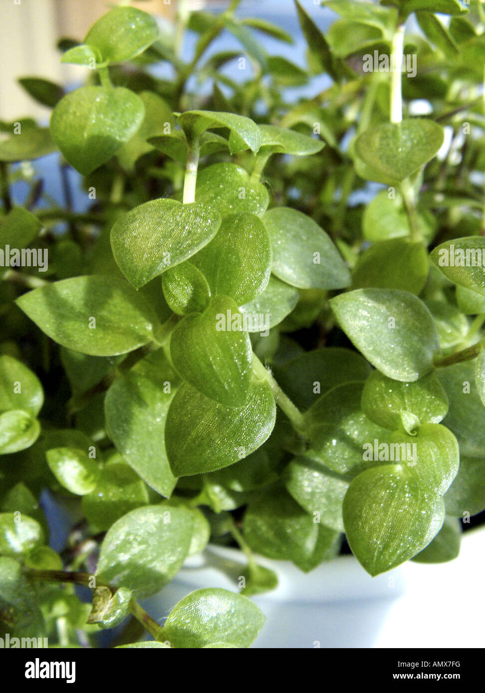 Kriechendes schnpolster -Fotos und -Bildmaterial in hoher Auflsung  Alamy