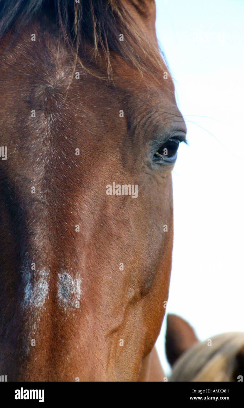 Braune Pferde Stockfoto