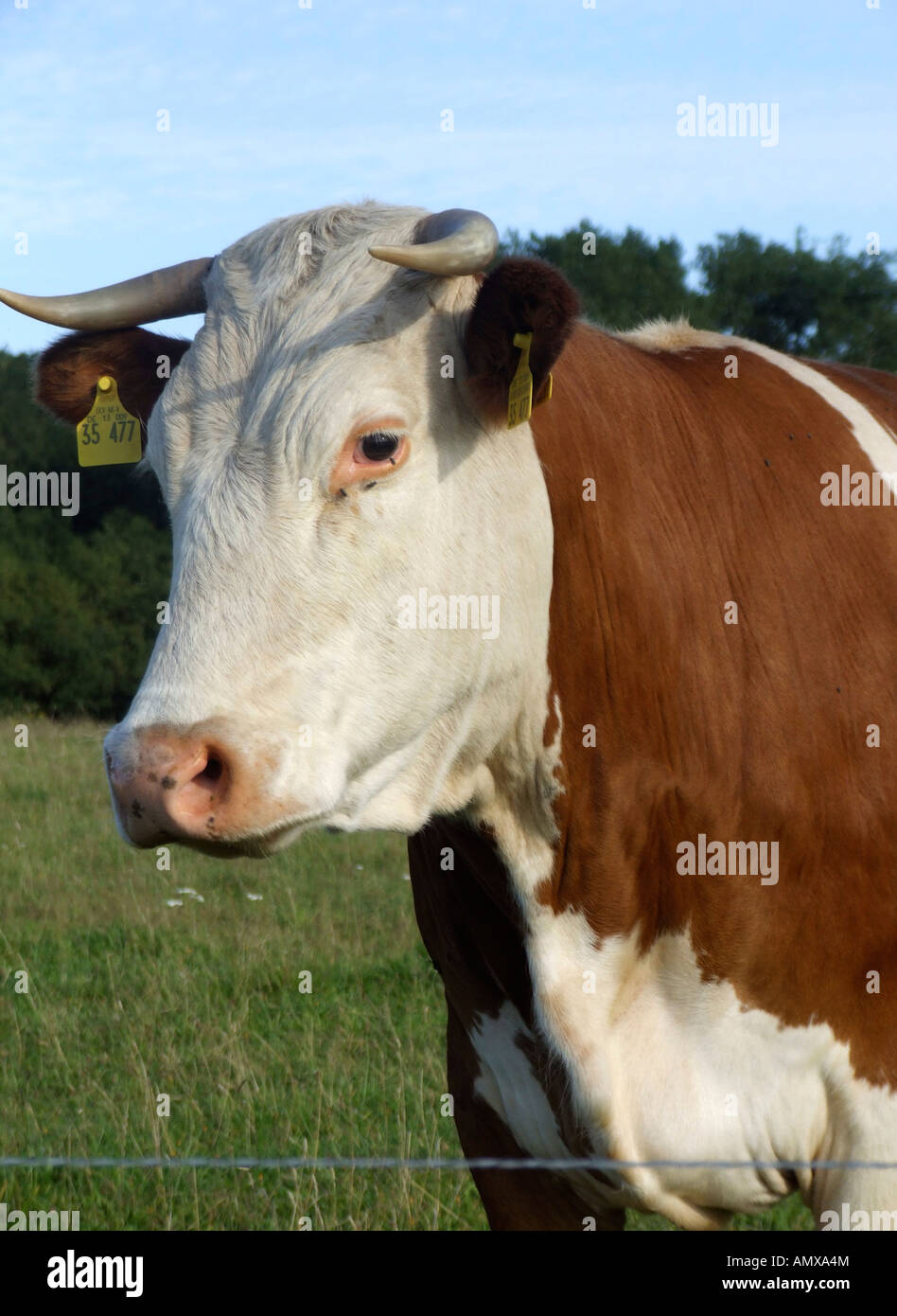 Kuh auf der Weide Stockfoto