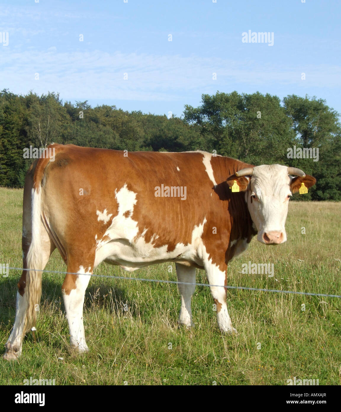 Kuh auf der Weide Stockfoto