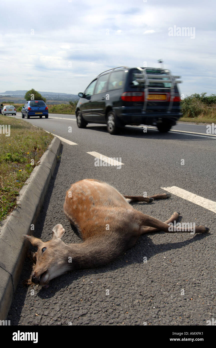 Totes Reh auf Straße, Roadkill, Großbritannien UK Stockfoto