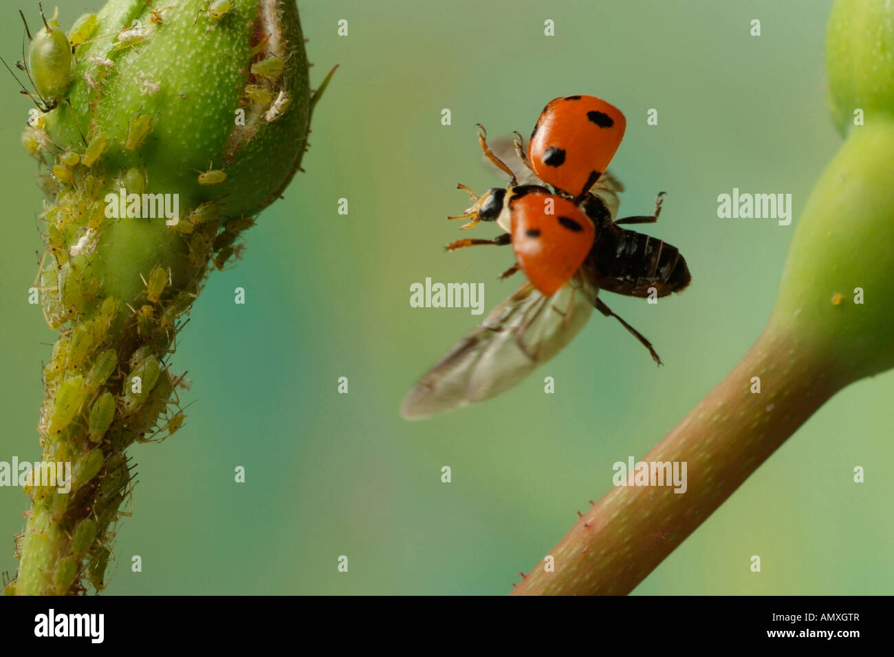 Marienkäfer fliegen -Fotos und -Bildmaterial in hoher Auflösung – Alamy