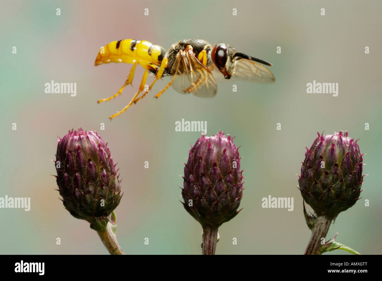 Nahaufnahme von Bee-Killer Wespe (Philanthus Ventrilabris) schwebt über Blume Stockfoto