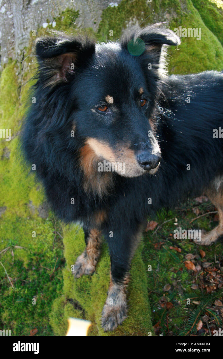 Nahaufnahme der Hund stehen unter Baum Stockfoto