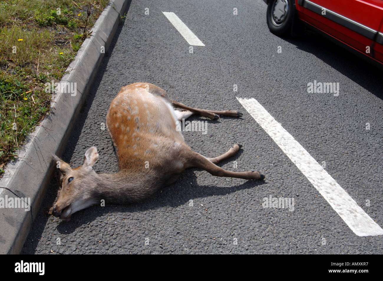Hirsch am Straßenrand, totes Reh auf Straße, Roadkill, Großbritannien
