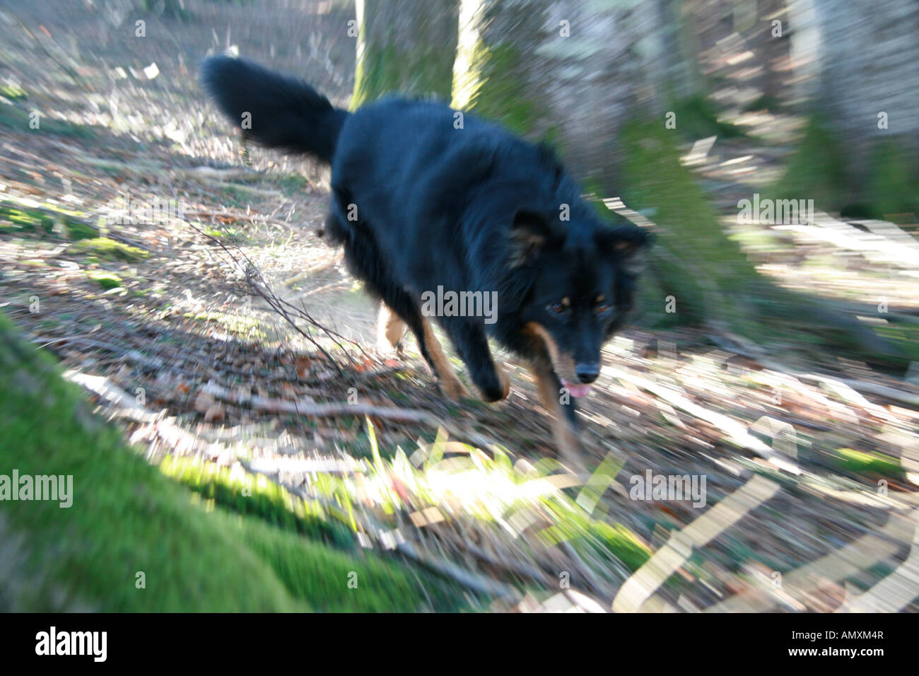 Hund im Wald spazieren Stockfoto