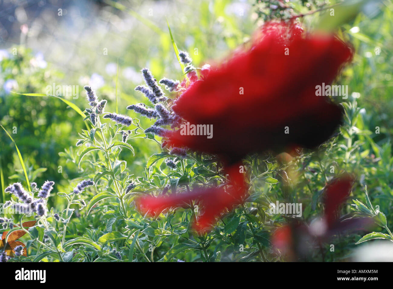 Nahaufnahmen von Blumen Stockfoto