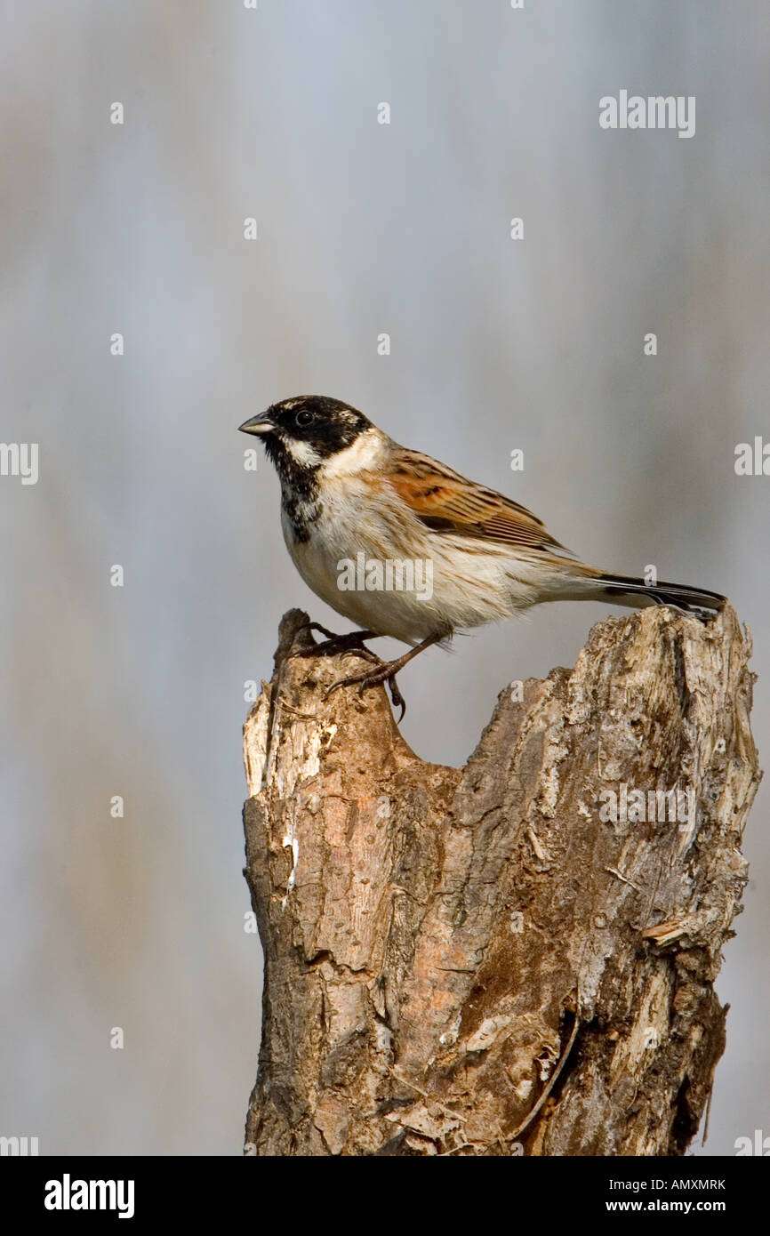 Nahaufnahme von Reed Bunting (Emberiza Schoeniclus) Vogel Sitzstangen auf Baumstumpf Stockfoto