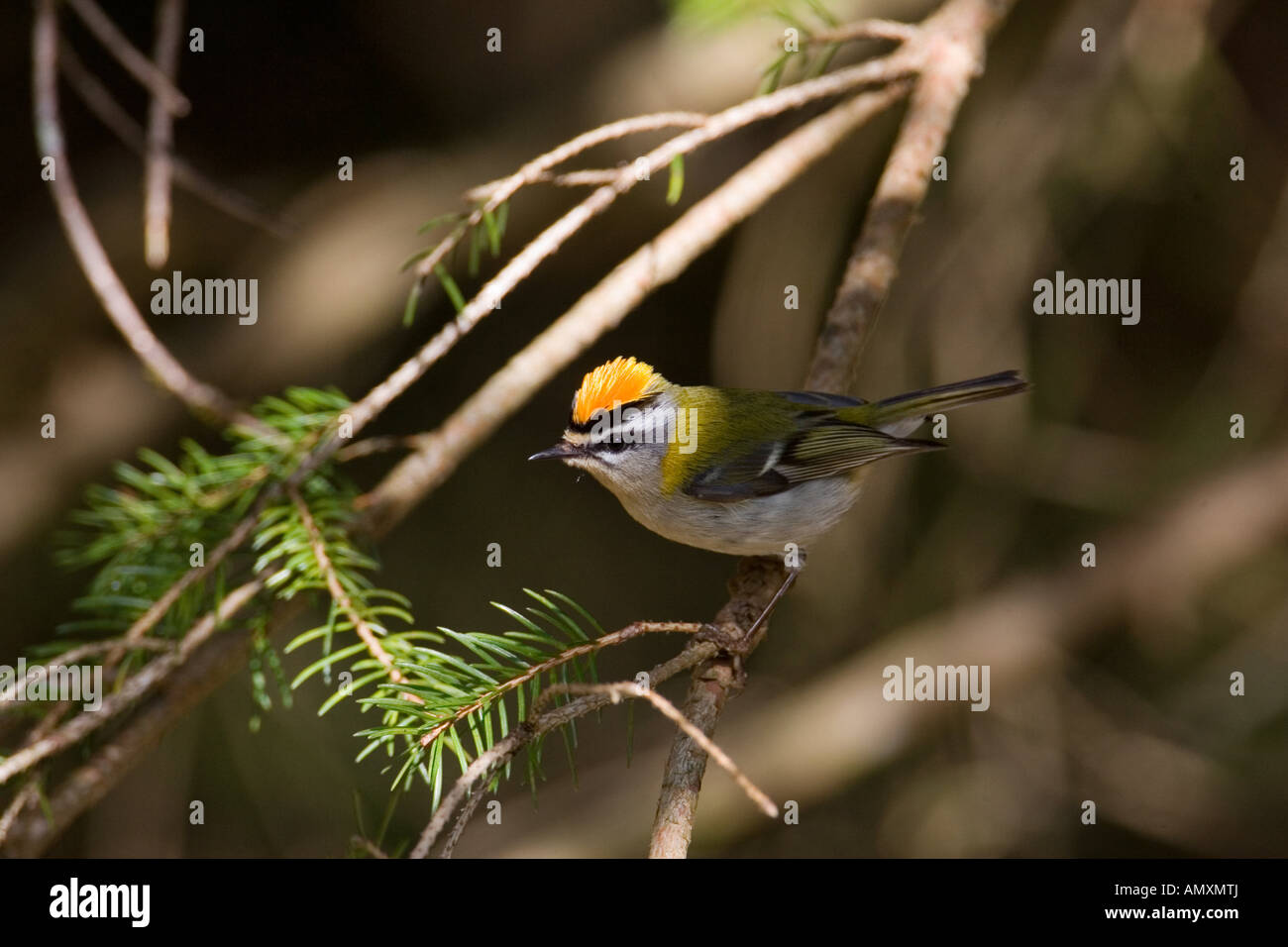 Nahaufnahme der Firecrest (Regulus Ignicapillus) hocken Vogel auf Zweig Stockfoto