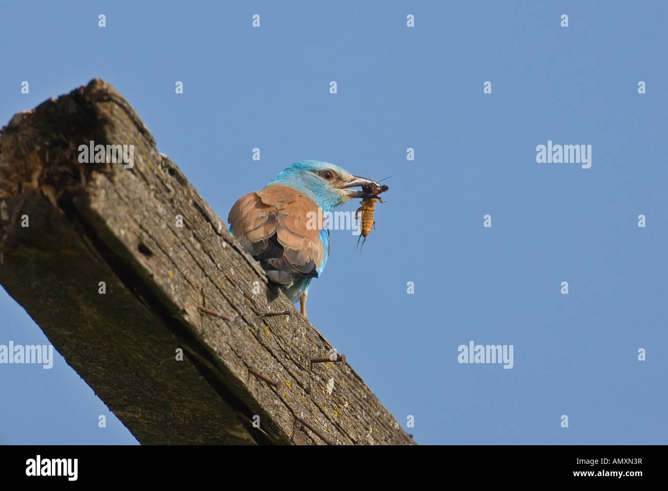 Niedrigen Winkel Ansicht der Blauracke (Coracias Garrulus) Vogel Sitzstangen auf Dach mit Beute im Schnabel Stockfoto