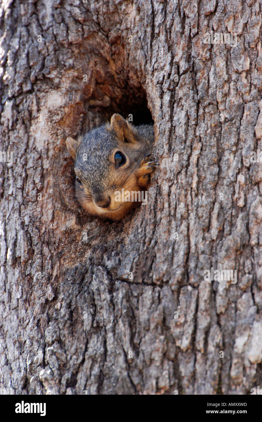 Roter Fuchs, Eichhörnchen peering aus seiner Höhle in eine Eiche. Stockfoto