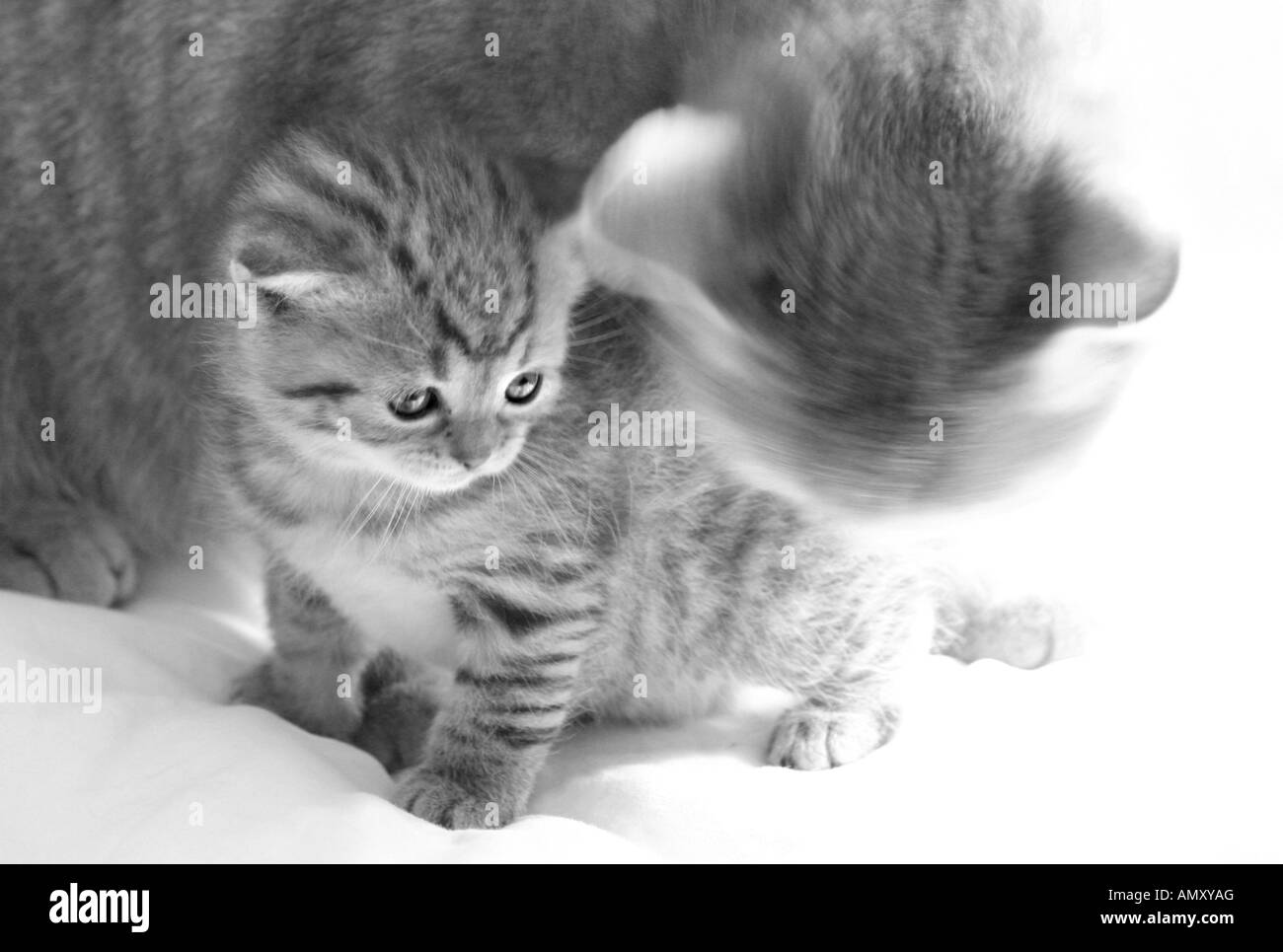 Nahaufnahme der Katze mit ihren Kätzchen auf Decke Stockfoto