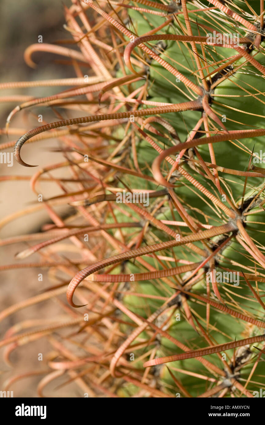 Angelhaken Barrel Kakteen Ferocactus Wislizeni Nahaufnahme von Stacheln Tucson Arizona Stockfoto