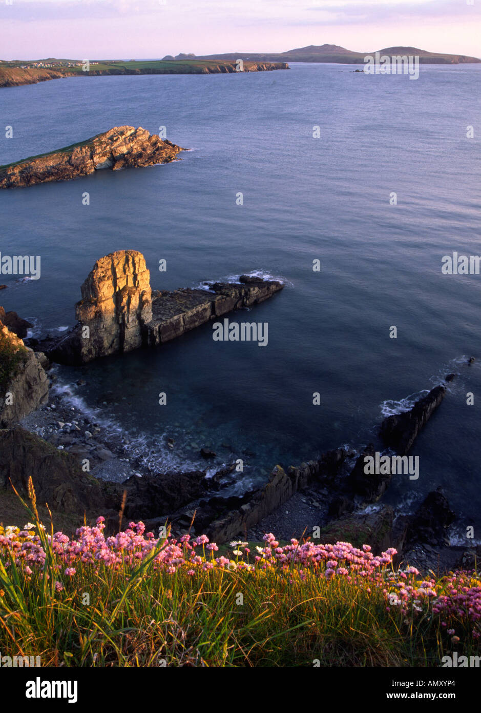 Blick von der Pembrokeshire Coast Path nördlich von Whitesands Bay in Richtung Ramsay Island Stockfoto