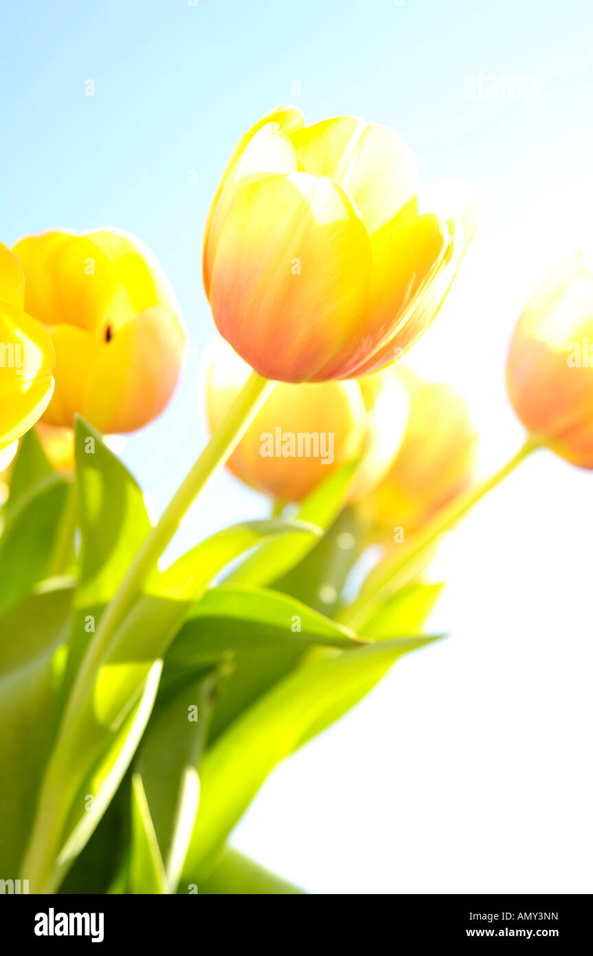 Nahaufnahme der Blumenstrauß Stockfoto