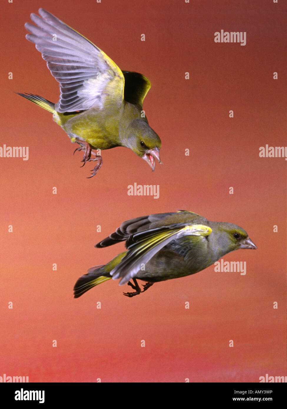 Vogel Jagd auf einen anderen Vogel im Flug Stockfoto